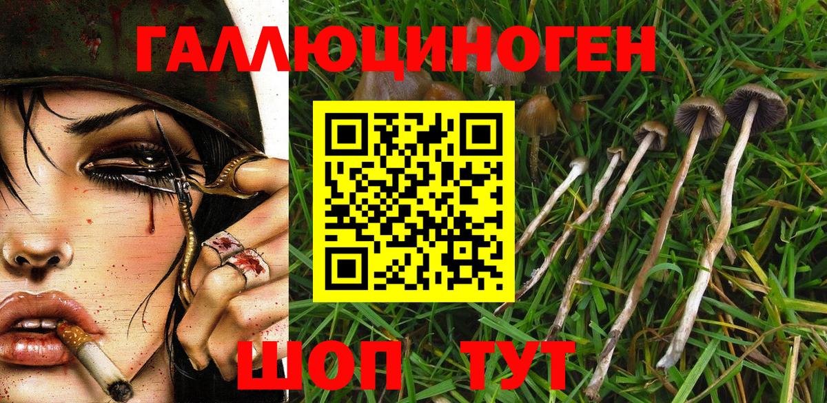 Киселёвск  Псилоцибиновые грибы Psilocybe  Вход с VPN 