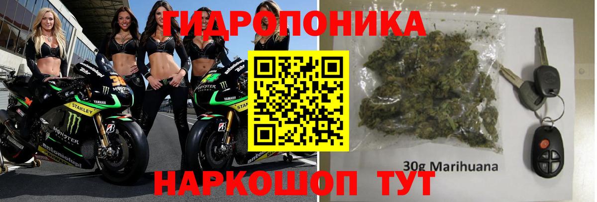 Конопля гибрид Киселёвск